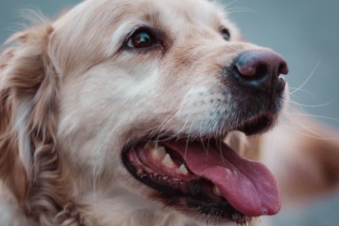 Jakarta Bebas Rabies, Hentikan Perilaku Konsumsi Daging Anjing di Ibu Kota!