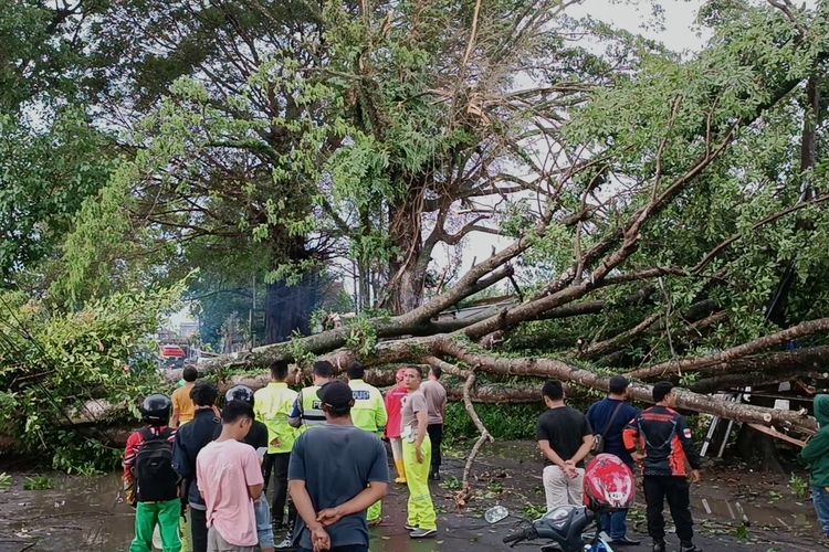 Sejumlah petugas melakukan evakuasi pohon tumbang di kawasan Desa Karangpanda, Kecamatan Pakisaji, Senin (26/12/2022).