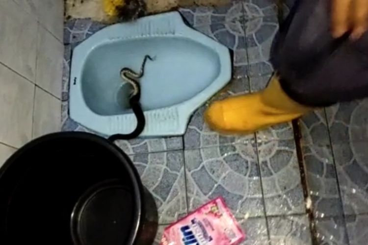 Seekor ular piton atau sanca kembang sepanjang satu meter nongol dari dalam kloset kamar mandi rumah warga di Kelurahan Sukahati, Kecamatan Cibinong, Kabupaten Bogor, Jawa Barat, Rabu (8/2/2023) dini hari. Kemunculan ular itu menghebohkan seisi rumah.