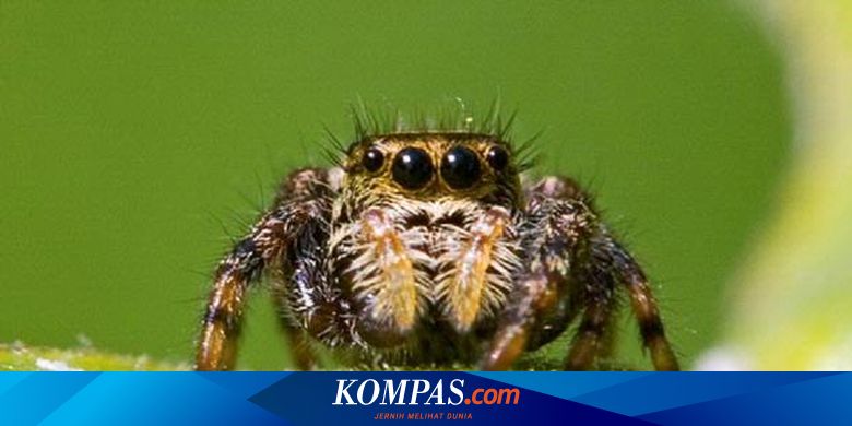 Laba-Laba Laut Ternyata Bisa Bernapas Lewat Kaki