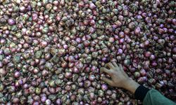 Mentan Lepas Ekspor Bawang Merah Brebes Ke Thailand