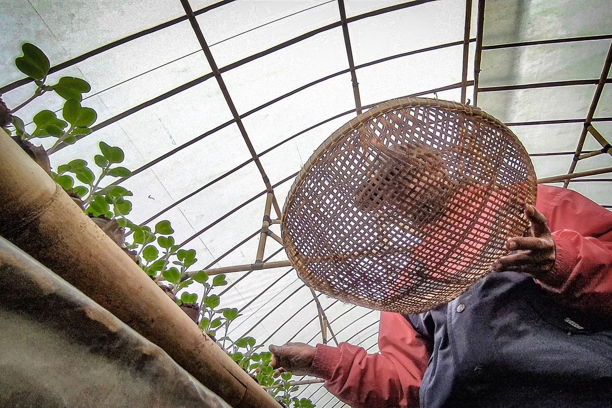 Petani di Lembang, Bandung Barat, Jawa Barat manfaatkan kotoran sapi sebagai pupuk organik untuk pembibitan tanaman sayur.