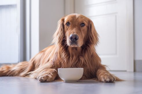Gejala Gastritis pada Anjing dan Cara Mengobatinya