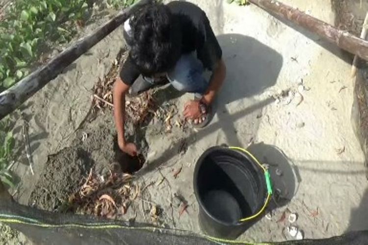 Ribuan anak penyu atau tukik mati di Pantai Mampie, Polewali Mandar, Sulawesi Barat.