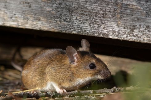 5 Bau yang Menandakan Adanya Tikus di Rumah, Segera Singkirkan