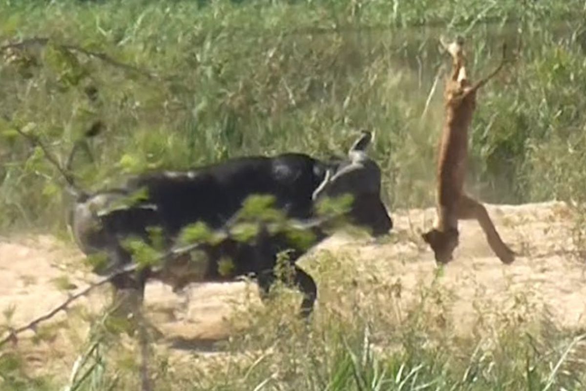 Seekor banteng menyeruduk anak singa hingga terpelanting ke udara