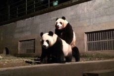 Stasiun Televisi di China Siarkan Langsung Proses Panda Kawin