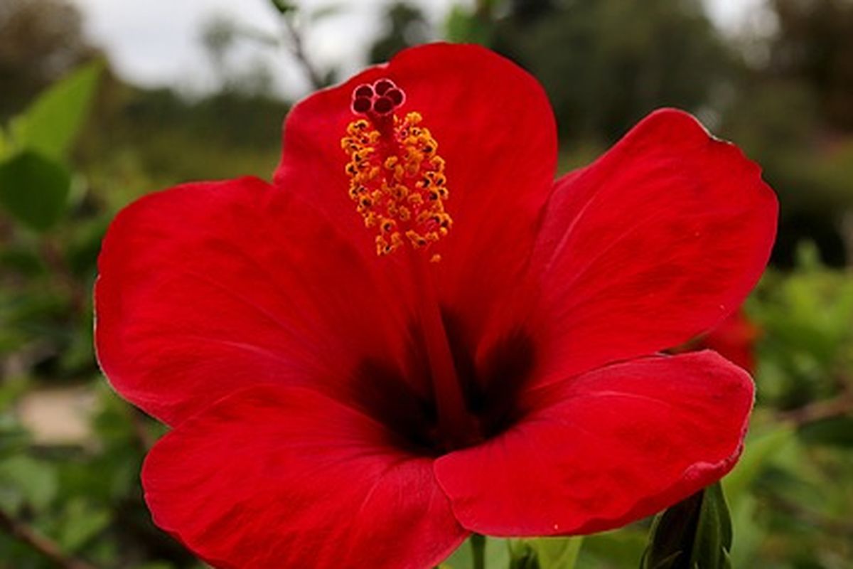 Bunga sepatu atau kembang sepatu