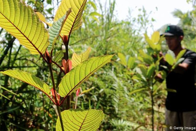 Daerah pedalaman Kalimantan menjadi sumber produksi dan ekspor global tanaman kratom (Mitragyna speciosa).