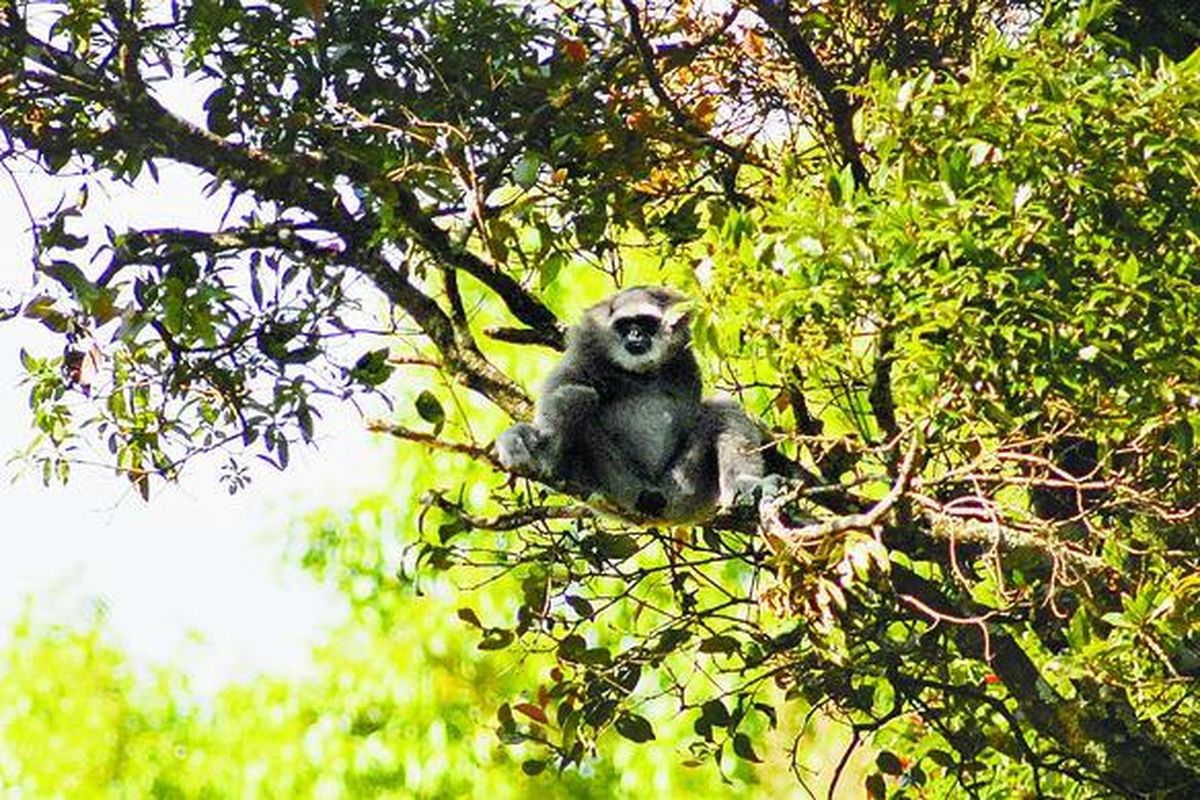 Owa jawa (Hylobates moloch), yang diduga tinggal sekitar 200 ekor di Pulau Jawa, akhir-akhir ini sering muncul di sekitar Taman Safari Indonesia (TSI) di Cisarua, Jawa Barat. Kemunculan owa jawa ini diduga karena tertarik dengan suara-suara owa jawa yang ada di dalam TSI. Foto diambil Selasa (13/5) pukul 08.00 WIB dari jarak sekitar 300 meter dengan lensa super tele.  