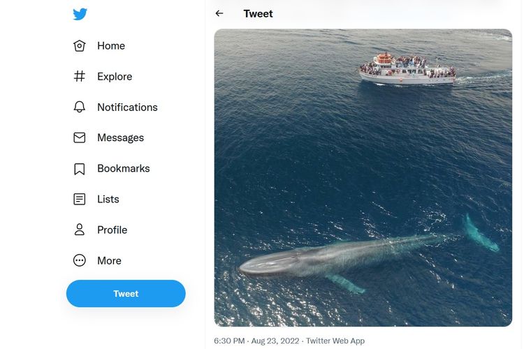Sebuah twit memperlihatkan paus biru menarik perhatian wisatawan di California, Amerika Serikat