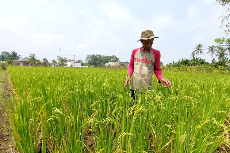 Limbah Pertanian di Lampung Berpotensi Jadi Investasi Hijau dan Ekonomi Sirkular