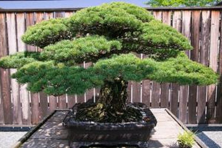 Bonsai dari jenis pinus putih Jepang ini berusia 390 tahun dan selamat dari ledakan bom atom di Hiroshima, 70 tahun lalu.