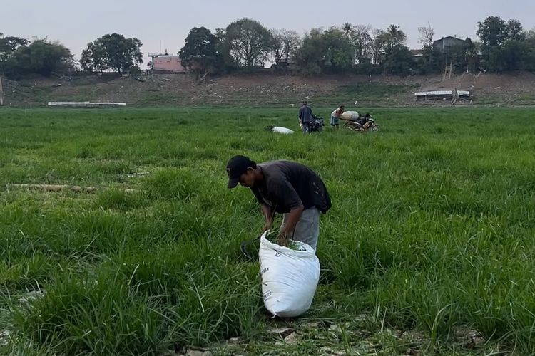 Waduk Jatiluhur Surut, Warga Manfaatkan Area Kering untuk Cari Rumput hingga Nongkrong