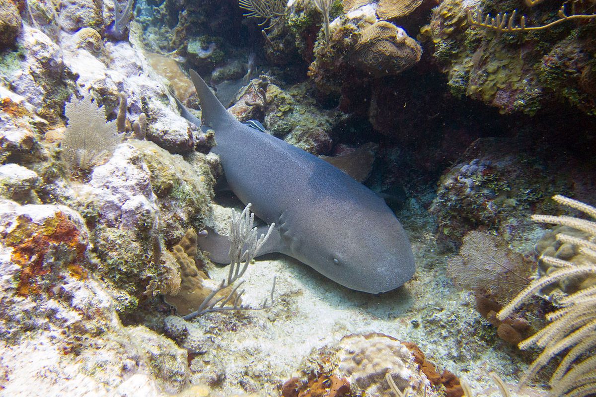 Ilustrasi hiu perawat atau nurse shark (Ginglymostoma cirratum). Studi menunjukkan, cahaya buatan malam hari menekan hormon melatonin hiu. Dampaknya berpotensi mengganggu keseimbangan ekosistem.