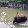 Wabah Covid-19, BKSDA Pantau Kondisi Satwa Kebun Binatang di Seluruh Bali