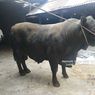 Sapi Milik Petani Milenial Sleman Terpilih Jadi Hewan Kurban Presiden Jokowi