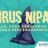 INFOGRAFIK: Mengenal Apa Itu Virus Nipah, dari Gejala, Cara Penularan hingga Pencegahannya
