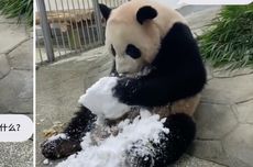 Anak Panda Ini Terlihat Asyik Main Salju untuk Pertama Kalinya