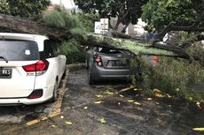 Apakah Mobil Ketiban Pohon Tumbang Ditanggung Asuransi?