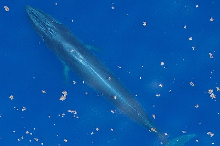 Penampakan paus Rice yang mirip dengan paus Byrde. Ilmuwan telah sejak lama mempelajari populasi paus di Teluk Meksiko, yang awal diduga spesies paus Byrde, tetapi ternyata mereka teridentifikasi sebagai spesies baru dalam keluarga paus balin.