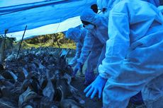 17 Cara Mencegah Flu Burung yang Perlu Diketahui