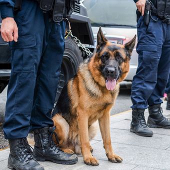 Ilustrasi ras anjing German Shepherd. Anjing German Shepherd sering dimanfaatkan sebagai anjing pelacak yang membantu kerja kepolisian. 
