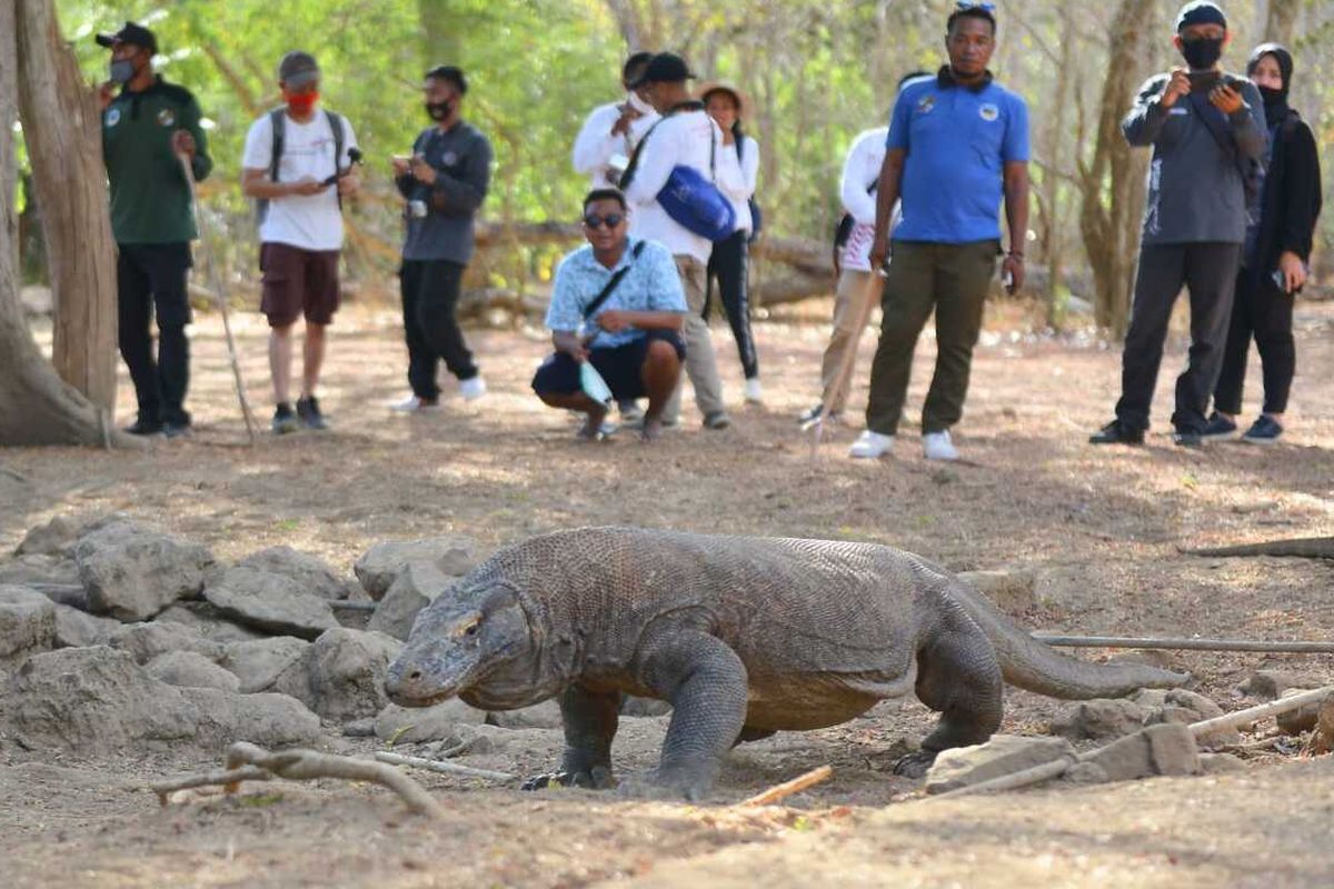 Kementerian Pariwisata dan Ekonomi Kreatif bersama dengan BOPLBF melaksanakan famtrip dengan media di kawasan Taman Nasional Komodo, Labuan Bajo, Manggarai Barat, NTT, Minggu, (13/9/2020). (HANDOUT/BOPLBF)