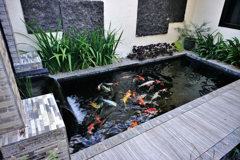 4 Upaya Sanitasi Kolam Ikan Koi yang Harus Dilakukan secara Rutin