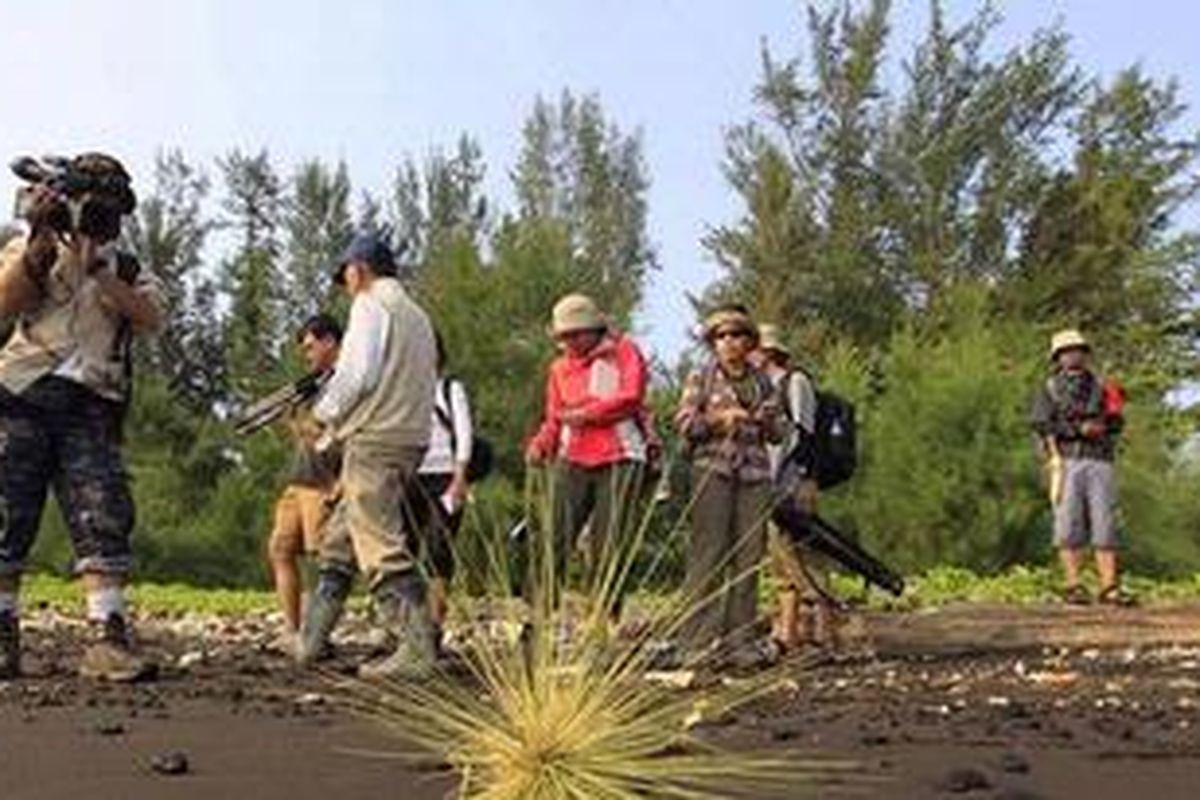Tim Ekspedisi Cincin Api Kompas mengamati vegetasi bibir pantai Gunung Anak Krakatau, di antaranya rumput liar (Spinifex littoreus), Selasa (16/8/2011). Di kawasan ini, tim memfokuskan eksplorasi mengenai suksesi alam. Gunung Anak Krakatau, pada awal kemunculannya tidak dihuni makhluk hidup, kini menjadi habitat berbagai macam flora dan fauna. Berdasarkan survei antara 1981 dan 2008 telah ditemukan sebanyak 122 jenis pohon berkayu, 42 jenis semak belukar, 71 jenis tanaman merambat, dan 173 jenis tanaman obat-obatan. 