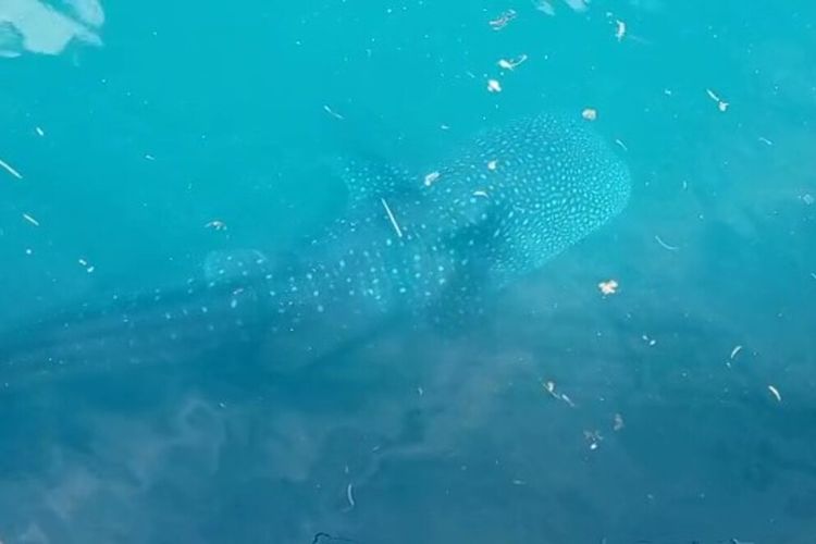 Seekor ikan hiu paus tutul kembali muncul dan terjebak dalam lingkaran jembatan pelabuhan Pelni Murhum Kota Baubau, Sulawesi Tenggara.