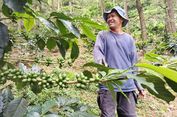 Kopi dan Kayu Manis di Kerinci: Praktik Tumpangsari yang Menjaga Kebun Tetap Hidup