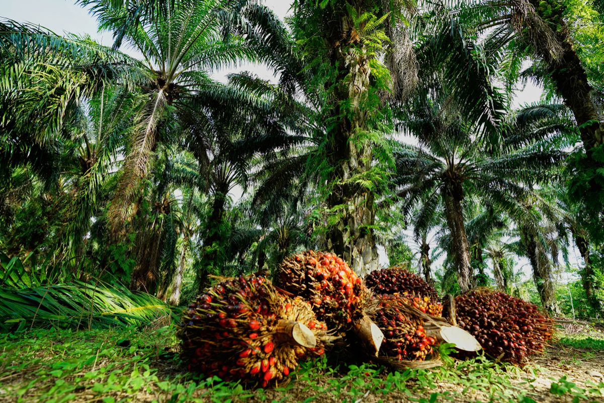 Ilustrasi kelapa sawit, perkebunan kelapa sawit.