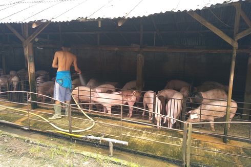 Gubernur Edy Minta Waktu 1 Bulan Putuskan Pemusnahan Ternak Babi di Sumut