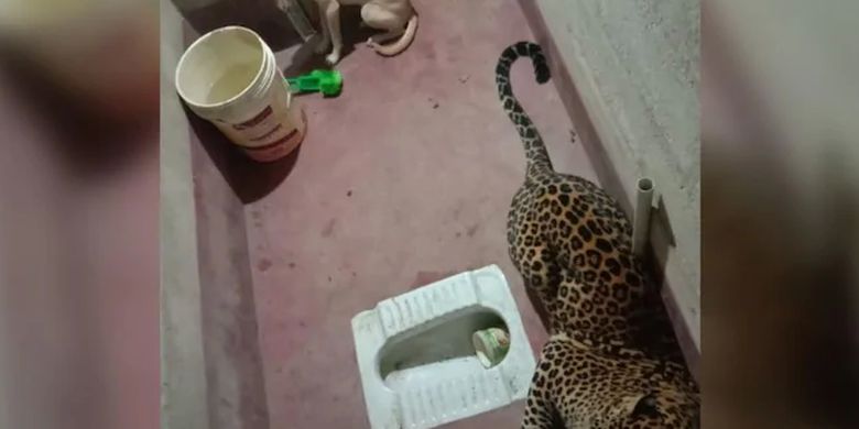 Video of a Dog 7 Hours Caged with a Leopard, the End of the Story is Thrilling