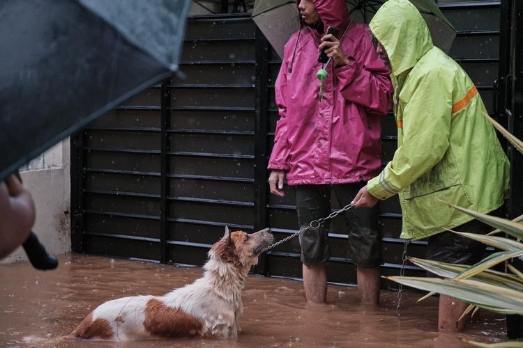 Seeokor anjing bersama warga setelah diselamatkan petugas