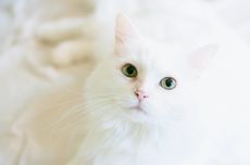 5 Fakta Menarik tentang Kucing Putih
