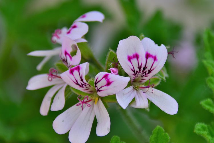 Ilustrasi bunga Citronella Geranium. 