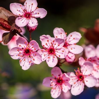 Ilustrasi bunga plum atau Ume.