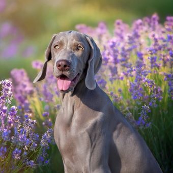 Ilustrasi anjing Weimaraner.