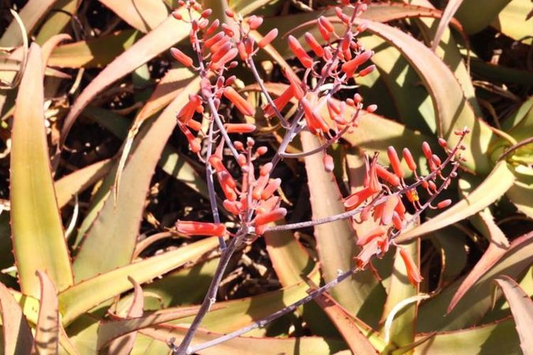 Jenis tanaman aloe vera atau tanaman lidah buaya baru yang ditemukan di Somalia, Afrika. Tanaman ini ditemukan Ahmed Awale, pegiat lingkungan asal Somalia secara kebetulan.