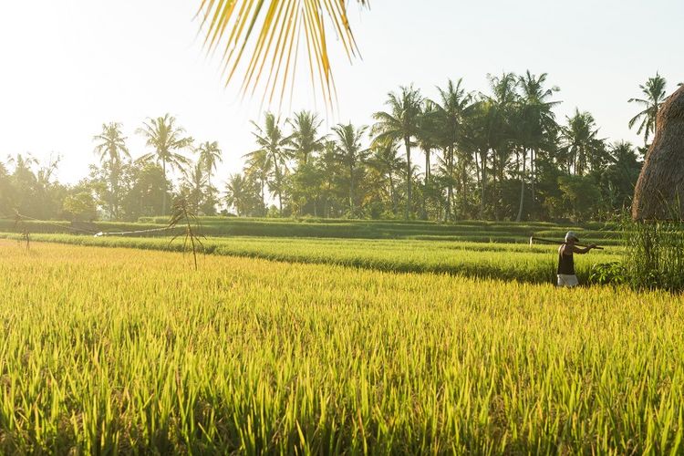 Ilustrasi tanaman padi. DPR Dukung Upaya Kementan Tingkatkan Produksi Padi dan Jagung Selama Bulan Ramadhan.