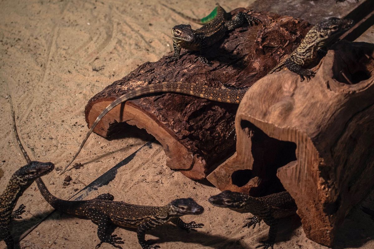 This photo taken on June 27, 2022 shows Four-month-old juvenile Komodo dragons, hatched in captivity as part of a breeding programme for the endangered lizard, in their enclosure at the Surabaya Zoo in East Java province. (Photo by Juni Kriswanto / AFP)