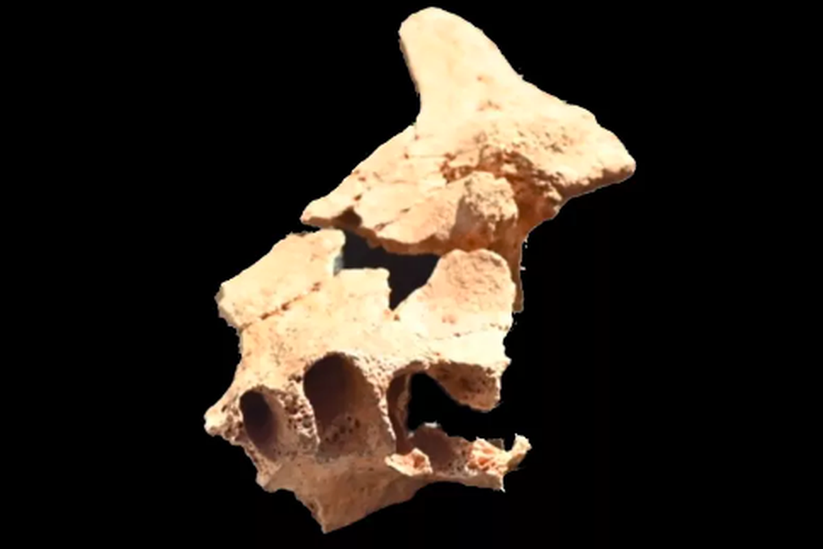 Tangkapan layar bagian wajah atau tulang rahang atas dari hominid ditemukan di situs Sima del Elefante di Spanyol. Penemuan tulang rahang atas ini mengungkapkan evolusi wajah manusia purba di Eropa.