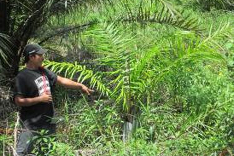 Andi Wijaya, Warga Desa Rawa Indah,Seluma, Bengkulu, menunjukkan tanaman sawit yang baru saja ditanami perusahaan di areal pekarangan milik warga