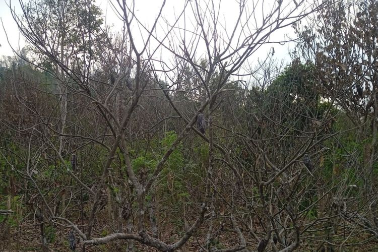 Kemarau Panjang di Mamuju: Pohon Kakao Mati Mengering hingga Buah Membusuk di Dahan