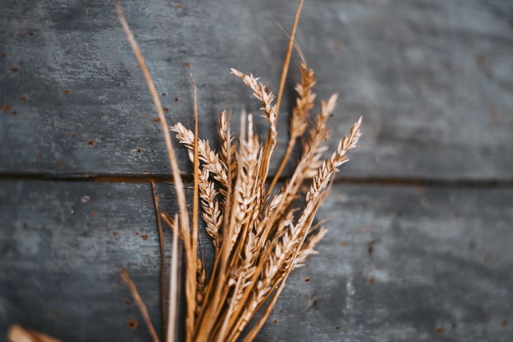 Pertanian gandum sudah ada di kebudayaan Natufian.