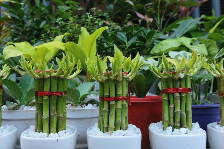 Ilustrasi tanaman hias bambu keberuntungan atau lucky bamboo.