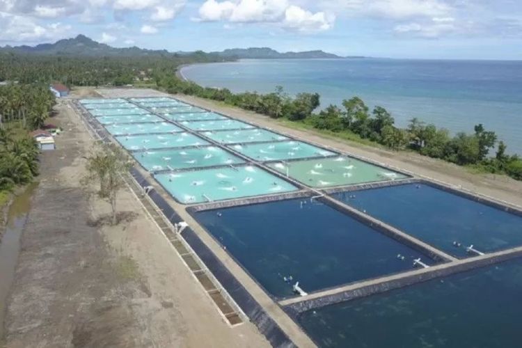 Rehabilitasi 31.000 Hektare Tambak Terdampak Bencana Dipercepat, Panen Perdana Ditargetkan November 2026