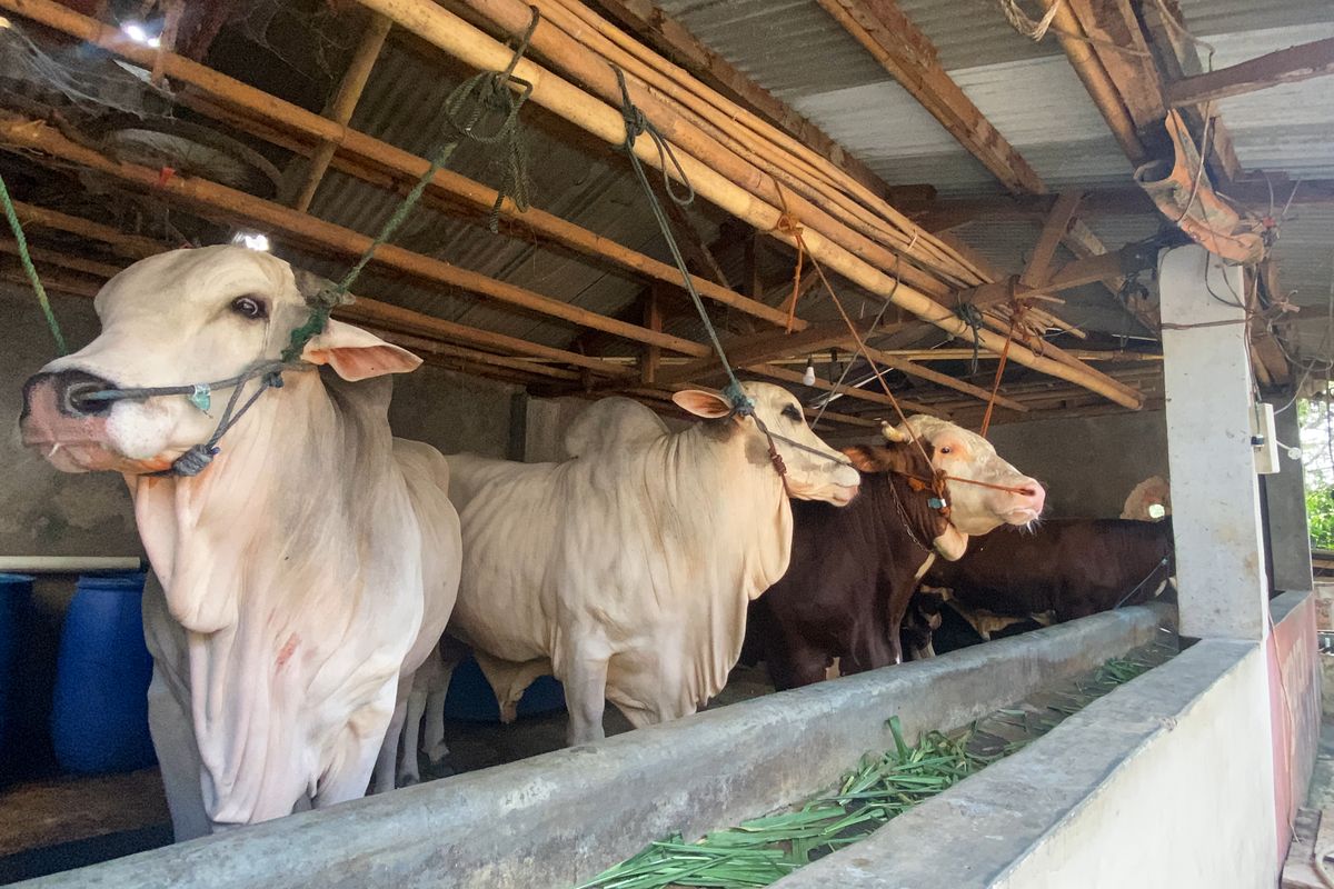 Prabowo Beli 3 Sapi Tambahan dari Sukabumi, Ada yang Beratnya Tembus 1 ...